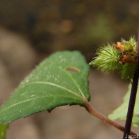Triumfetta pentandra A.Rich.